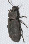 Tenebrionidae