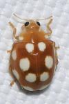 Vibidia duodecimguttata