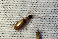 Demetrias atricapillus