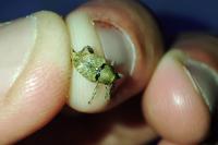 Curculio nucum