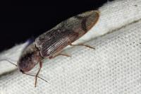 Stenagostus rhombeus