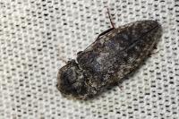 Agrypnus murinus