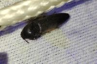 Melanotus