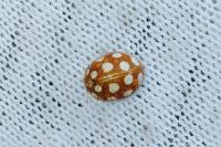Vibidia duodecimguttata