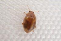 Rhyzobius chrysomeloides