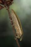 Lixus juncii