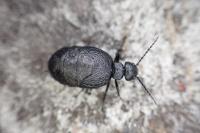 Eurymeloe mediterraneus