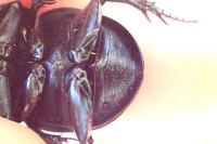 Trypocopris vernalis