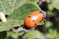 Lachnaia pubescens
