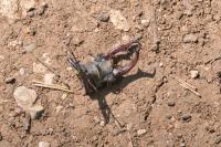 Lucanus cervus