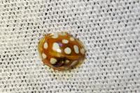 Halyzia sedecimguttata