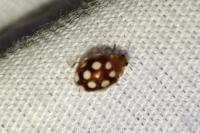 Vibidia duodecimguttata