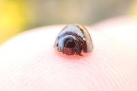 Chilocorus bipustulatus