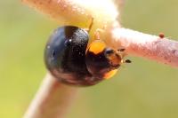 Exochomus quadripustulatus