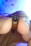 Cebrio gigas