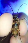 Cebrio gigas