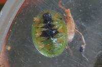 Cassida