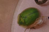 Cassida