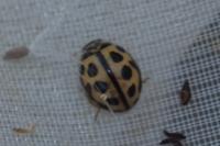 Tytthaspis sedecimpunctata