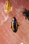 Phyllotreta vittula