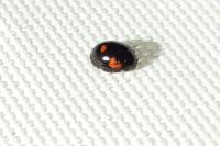 Exochomus quadripustulatus