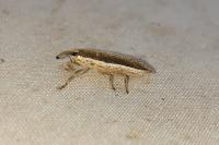 Lixus juncii