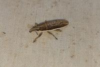 Lixus juncii