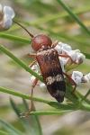 Chlorophorus trifasciatus