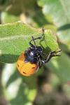 Lachnaia paradoxa