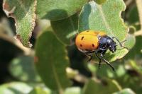 Lachnaia paradoxa