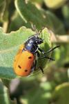 Lachnaia paradoxa