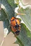 Hippodamia variegata