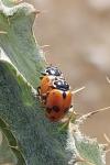 Hippodamia variegata