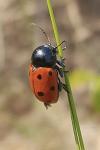 Cryptocephalus primarius
