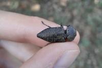 Capnodis tenebricosa