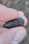 Capnodis tenebricosa