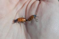 Hycleus duodecimpunctatus