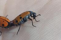 Hycleus duodecimpunctatus