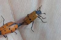 Hycleus duodecimpunctatus