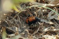Mylabris quadripunctata