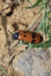 Mylabris quadripunctata