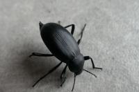 Blaps mucronata