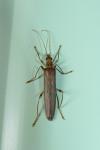 Oedemera femoralis