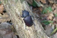 Lucanus cervus