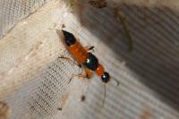 Paederus