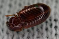 Bradycellus distinctus
