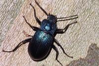 Helops caeruleus