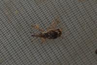 Taeniapion urticarium