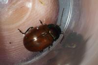 Chrysolina polita