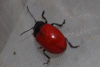 Chrysomela populi